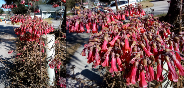 [Two photos spliced together. On the left is nearly the entire plants from ground to top. They extend beyond the height of a white utility post. The blooms mostly hang from the tops of the plants, but some are at lower levels. On the right is a close view of the tubular red bell-shaped blooms. The plant is not green at all. The stem and what are probably leaves are mostly brown.]